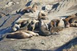 PICTURES/La Jolla Cove - Seals & Sea Lions/t_P1000199.JPG